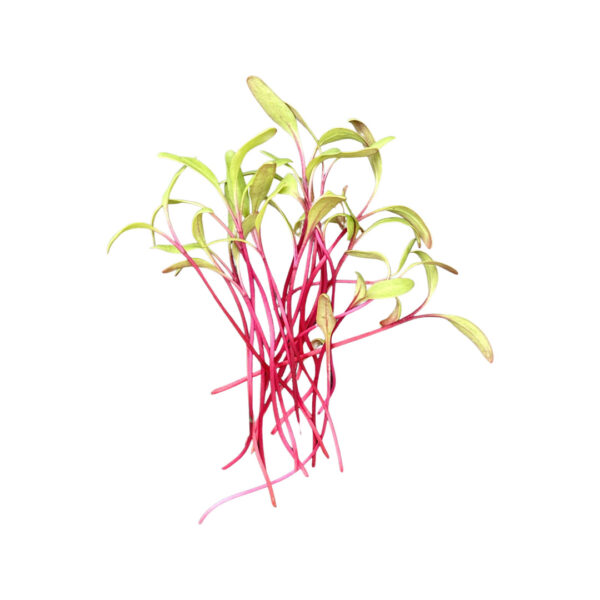 Beetroot Bunch