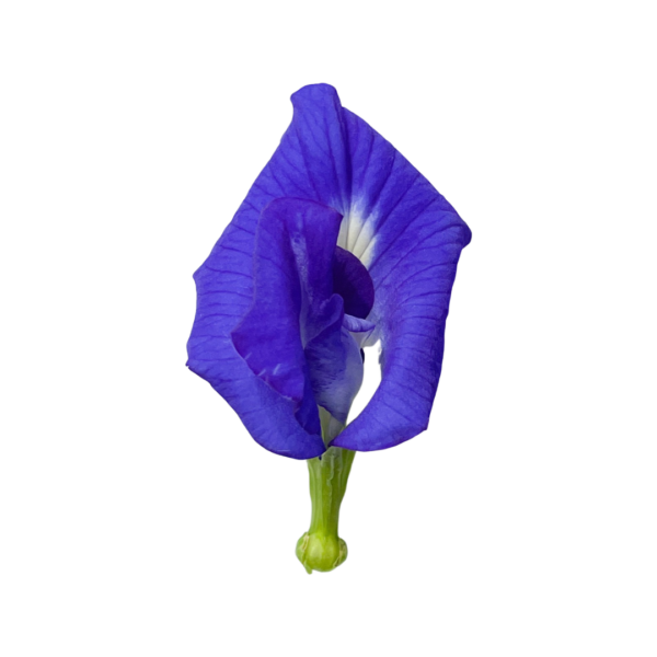 Butterfly Pea