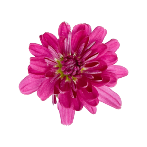Chrysanthemum