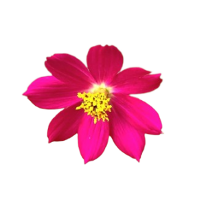 Cosmos