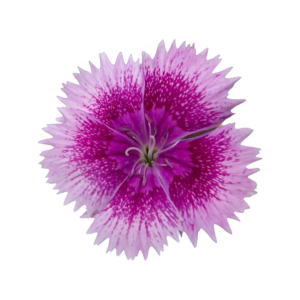 Dianthus