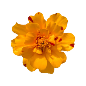 Marigold