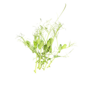 PeaShoot Bunch