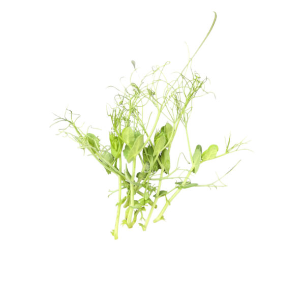 PeaShoot Bunch
