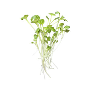 Radish Bunch